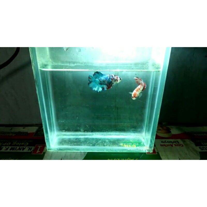 ikan betta nemo galaxy | ikan cupang nemo galaxy