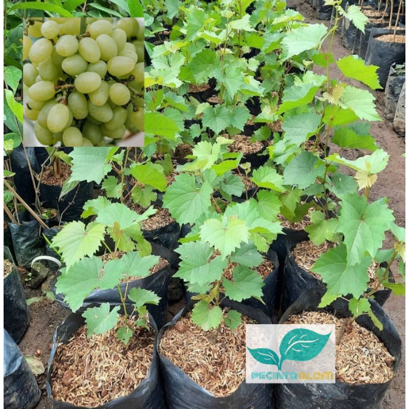 Bibit tanaman anggur hijau Isabela / Pohon buah anggur hijau-0
