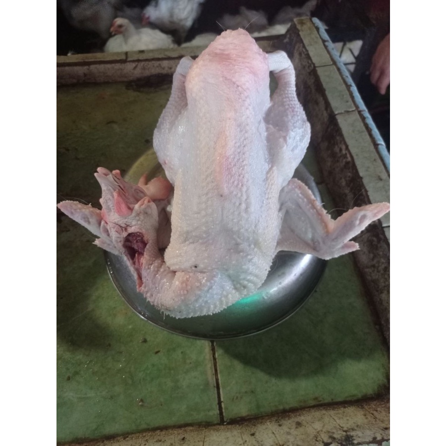 

Ayam Merah/Ekor