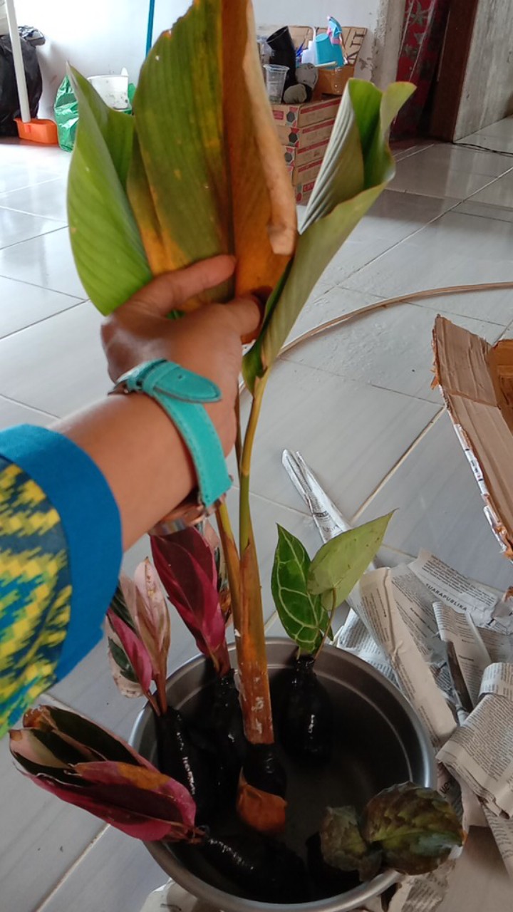 Tanaman Hias Pisang Kalatea Pohon Pisang Calathea