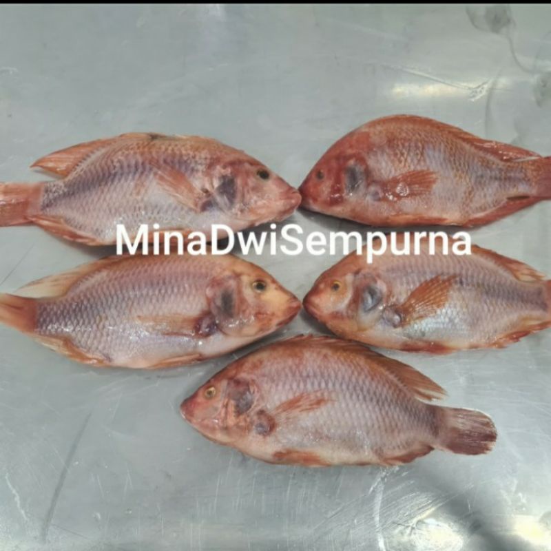 

Ikan Nila Merah Fresh 1 Kg