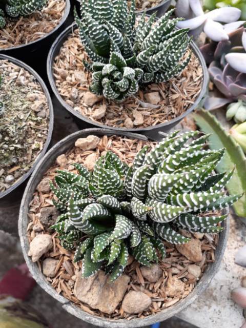 Tanaman hias kaktus sekulen haworthia cluster