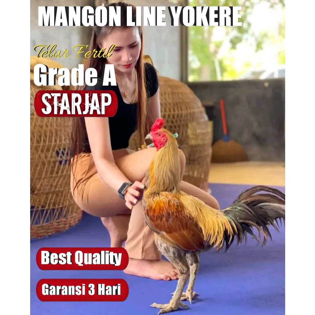 ayam bangkok asli aduan super mangon f1 yokere