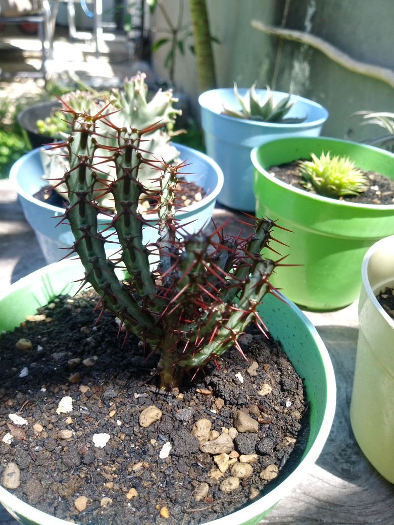 Sukulen Dan Kaktus Mini (euphorbia Aeruginosa)