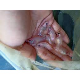 ikan cupang Halfmon cello