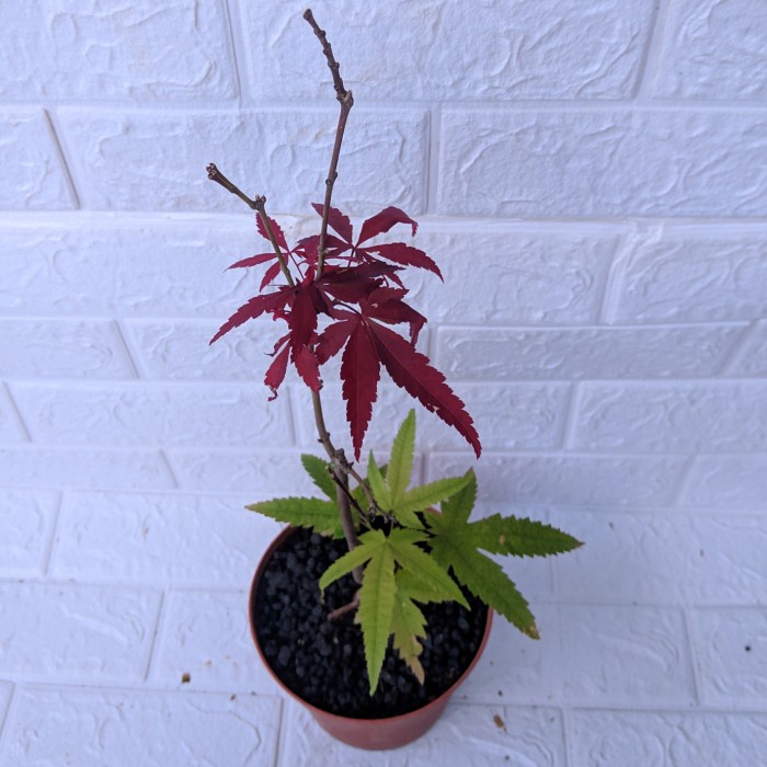 Japanese Green Maple x America Red maple tanaman