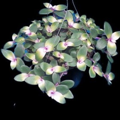 Tanaman Hias Gantung Tradescantia Sabrina-Tanaman Hias Lidah Kera