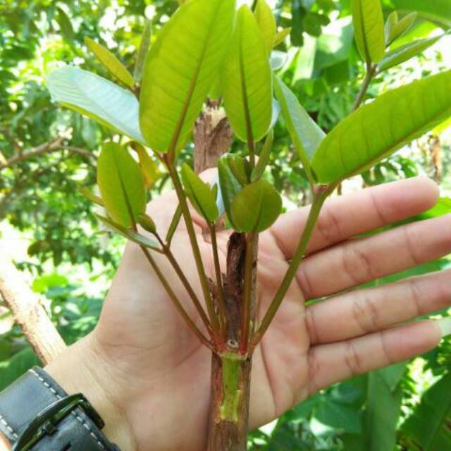 Entres jambu air Hijau