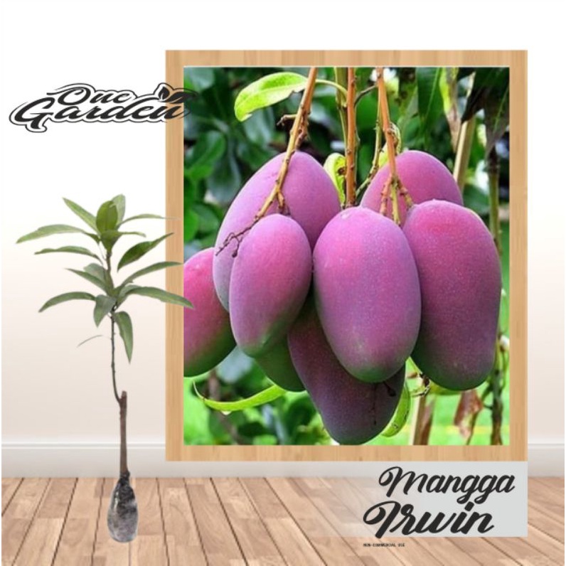 Bibit Buah Mangga Irwin / Mangga Ungu