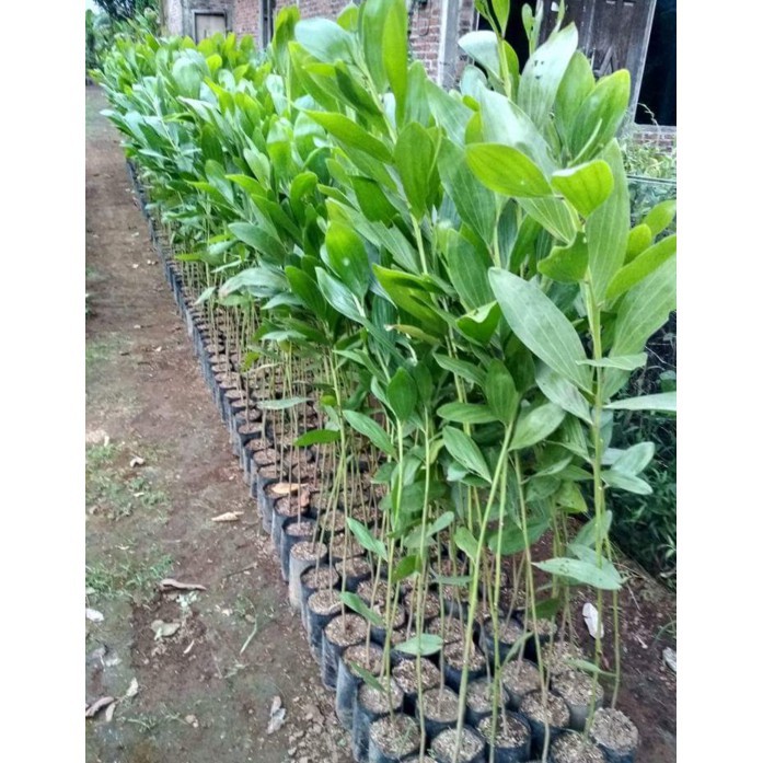 1 kg Benih Biji Pohon Akasia Mangium