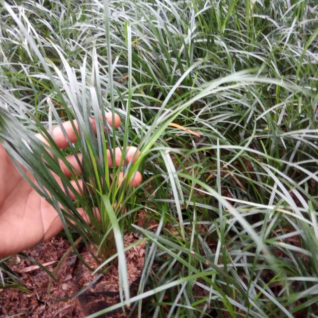 Tanaman kucai gondrong - kucai daun panjang - kucai