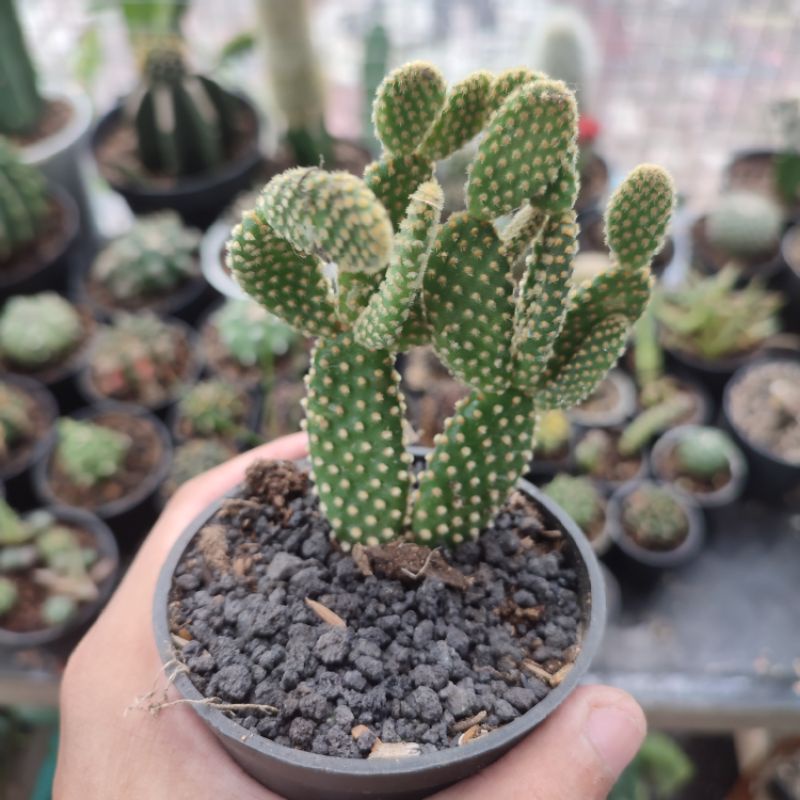 Kaktus Mickey Ownroot medium/Opuntia microdasys/Kaktus mickey