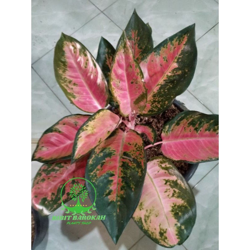 aglonema kocin | kocin paramuai