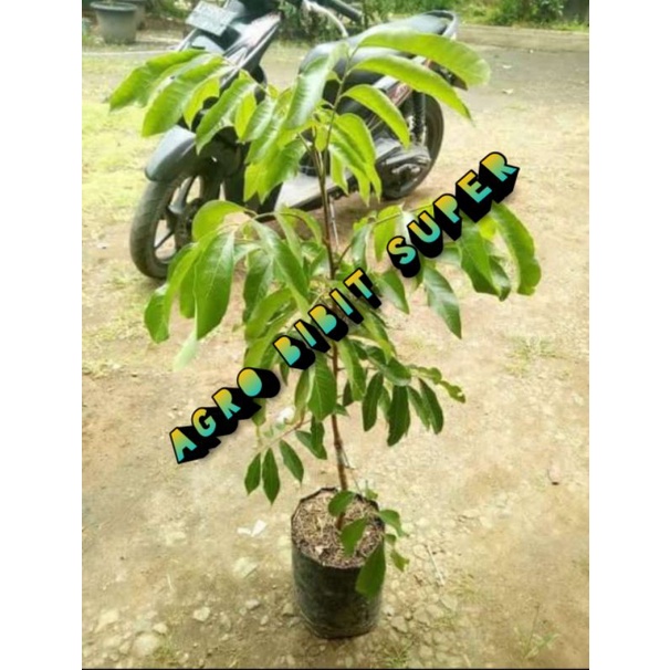 Bibit kelengkeng pingpong okulasi