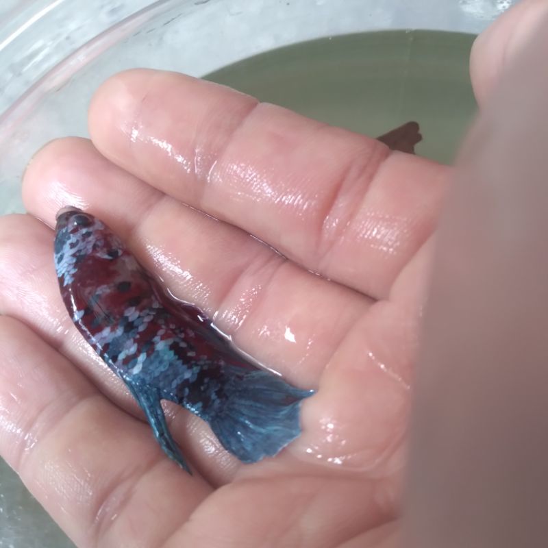 ikan cupang koi galaxy