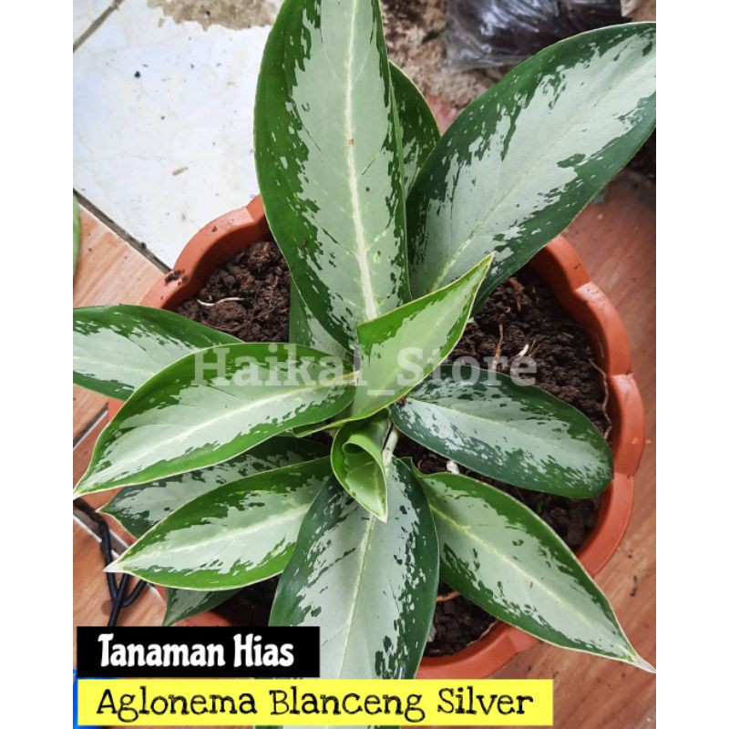 Tanaman Hias Aglonema Blanceng Silver - aglonema blanceng silver