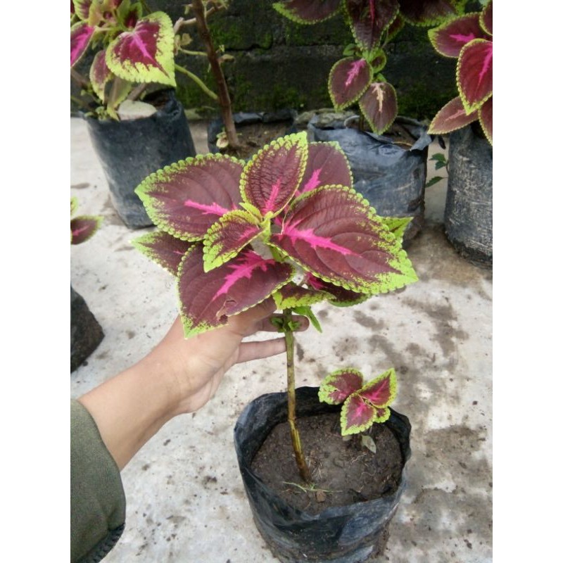 Tanaman Hias Miana berakar - Tremas - Iler - Jawer Kotok - Coleus
