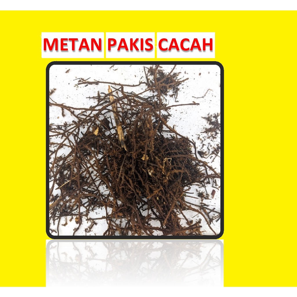 Media Tanam Akar Pakis Cacah Baik Untuk Tanaman Media Tanam Pakis Cacah Fermentasi