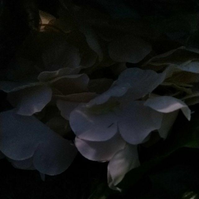 Wanflower Bunga Juntai Wisteria 2m * Champagne Muda