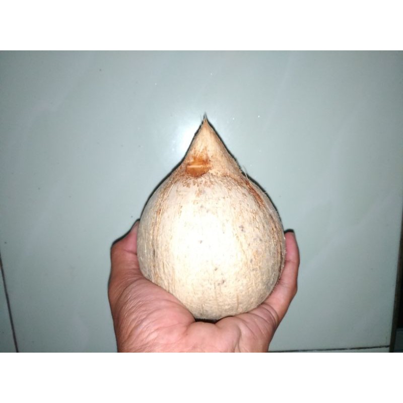 

KELAPA DAKSINA /NYUH DAKSINA ASLI BALI
