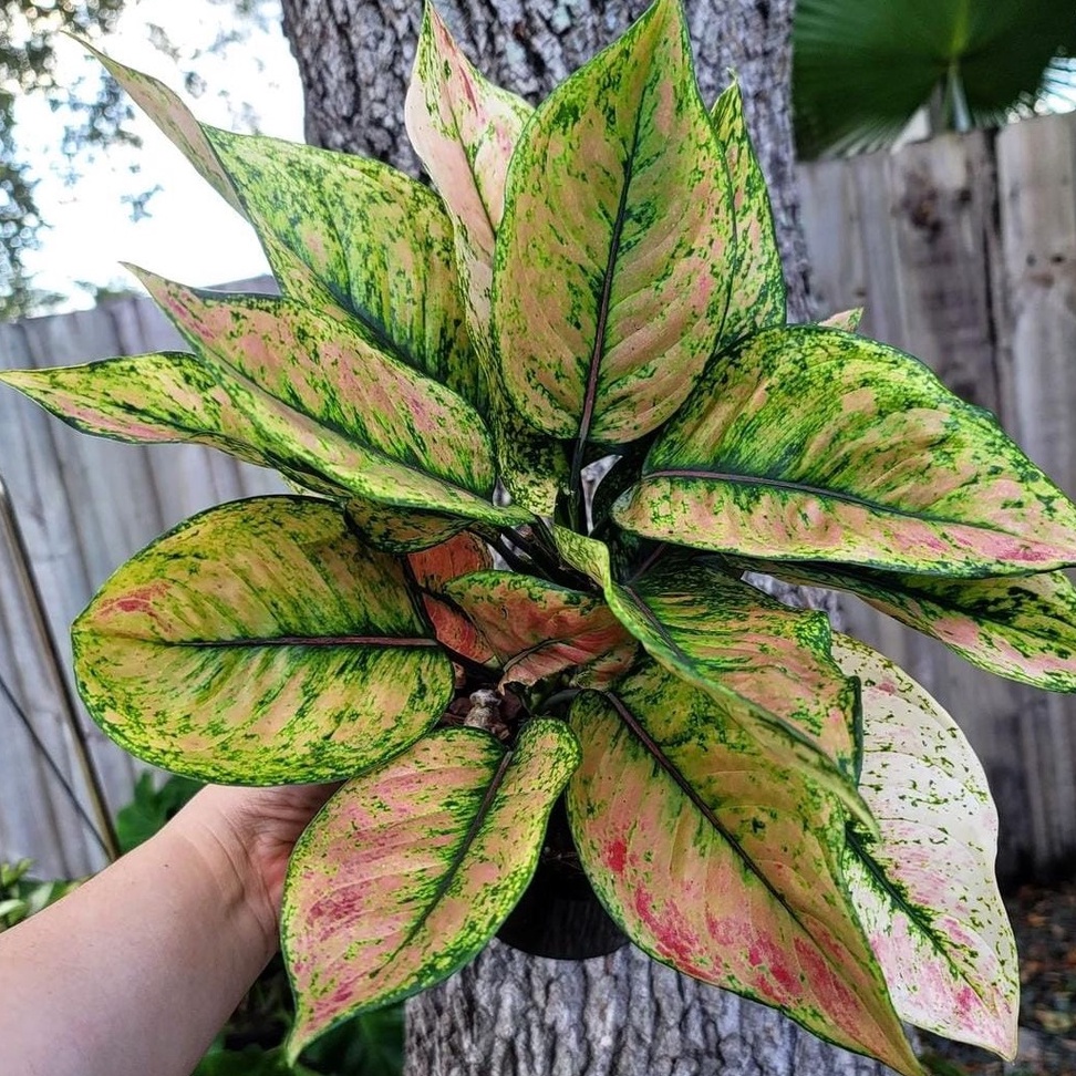 Snow White Murah Tanaman Hias Aglaonema / Tanaman Hias Beras Tumpah / Snow White Aglonema Bisa COD d