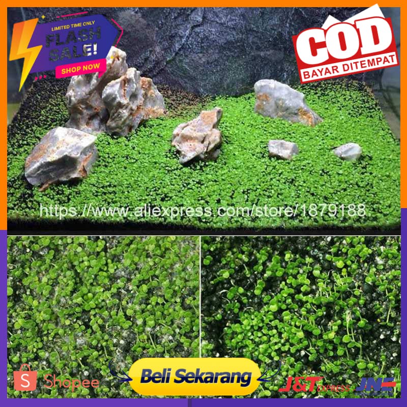 Bibit Rumput Air Dekorasi Aquarium Landscape Ornament - H0027