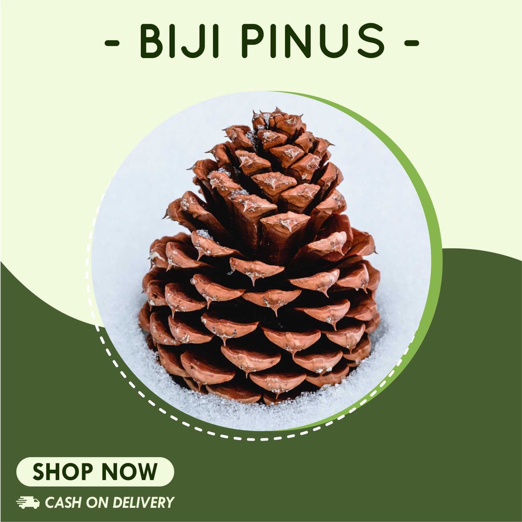 Biji Pinus | Bunga Pinus | Buah Pinus Rustic