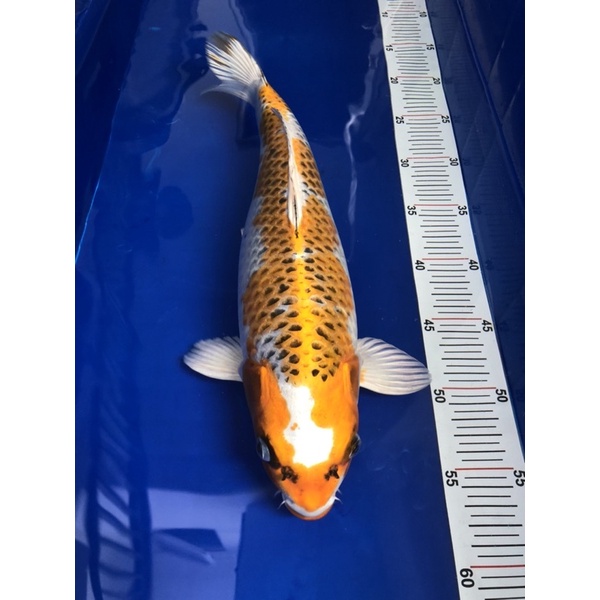 Ikan Koi Import Kujaku Koshiji Koi Farm 40cm