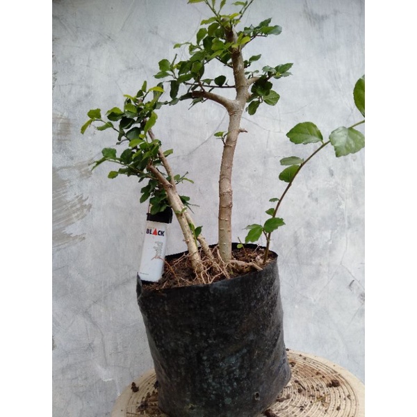 bahan bonsai serut hidup
