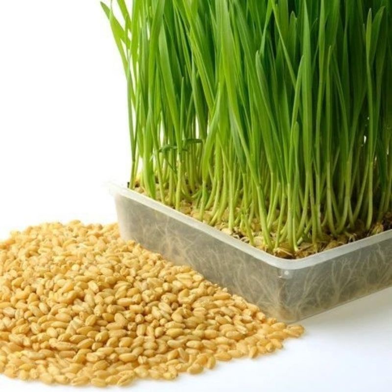 benih WHEATGRASS rumput gandum isi ratusan biji Rumput kucing