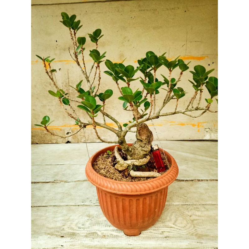 bakalan bonsai beringin korea (ficus coreana)