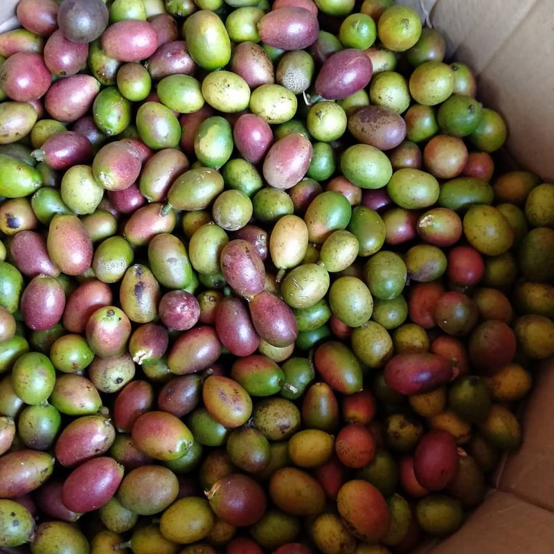 

MATOA 1KG FRESH DAGING TEBAL