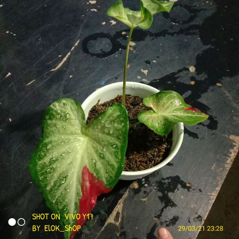 Bunga keladi cat tumpah (shycol) dewasa