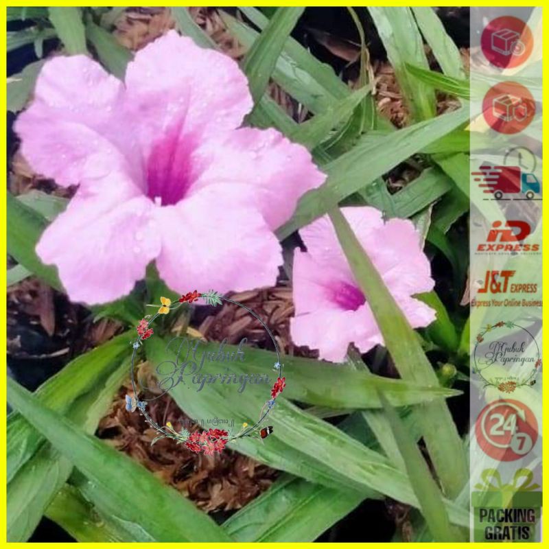 [150g] Bibit bunga rawelia pendek warna pink