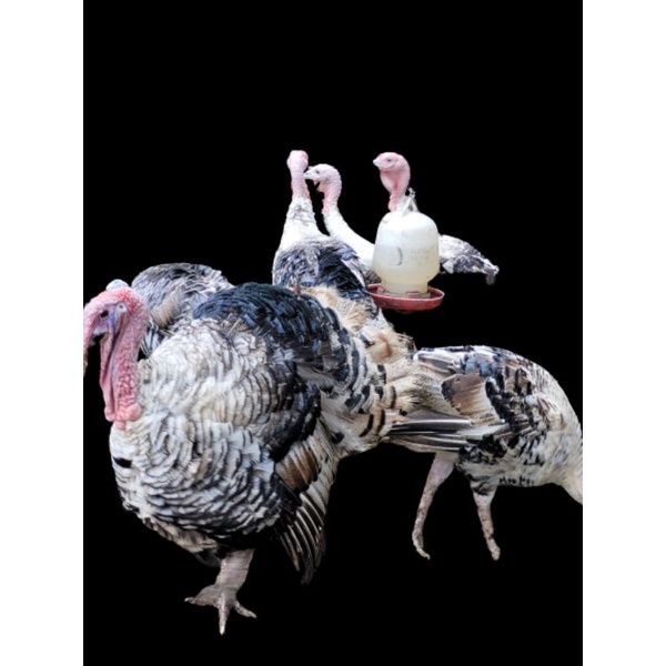 

AYAM KALKUN SIAP KONSUMSI