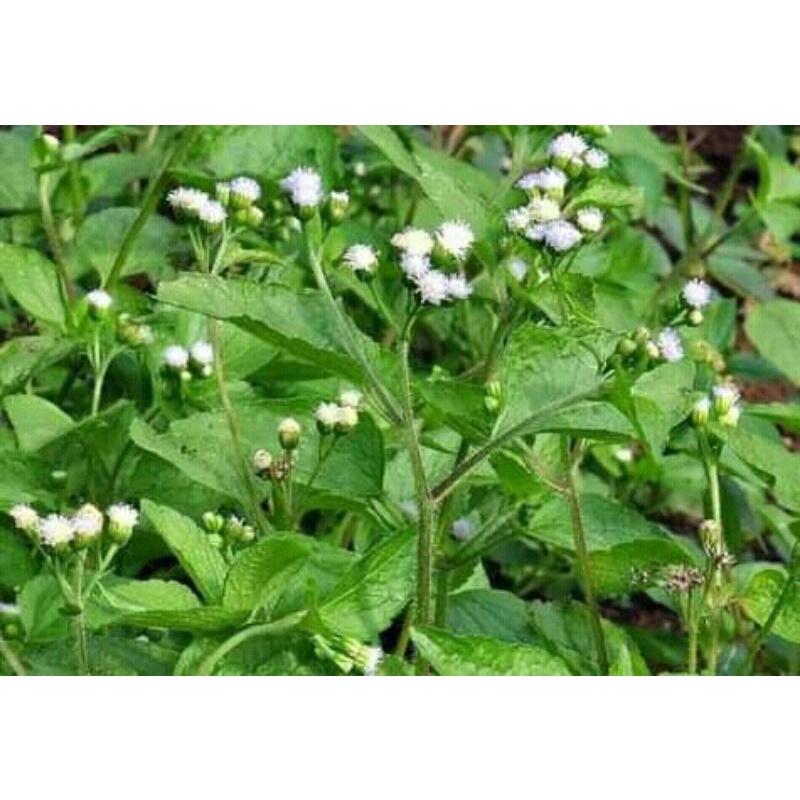 

daun bandotan atau babadotan 1kg fres