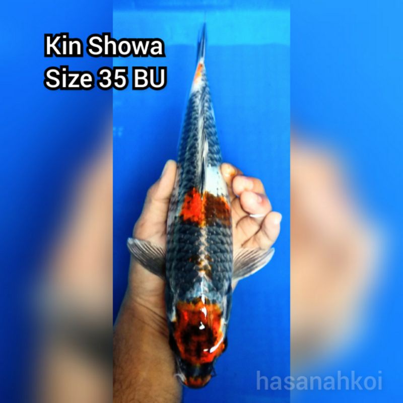 Ikan Koi Kin Showa 4003
