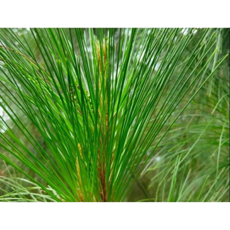 

paket hemat daun pinus muda segar