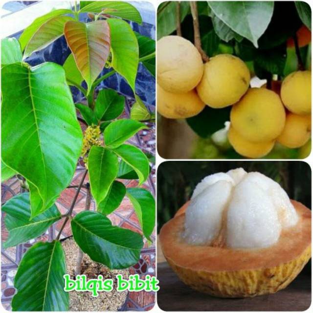 bibit buah kecapi super (bibit tanaman buah)
