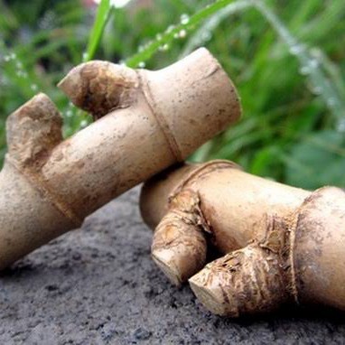 Bambu Petuk (asli bambu)