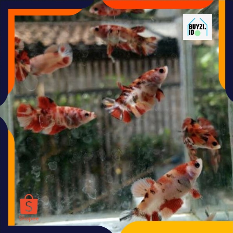 [REAL BLOK NO CELLO] Cupang Nemo Multicolor Sudah Blok Top Quality Top Grade Indukan Multicolor x Mu