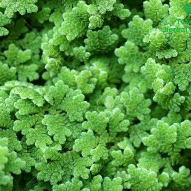 RB Bibit azolla pinnata benih azola microphyla pakan alternatif 1Kg
