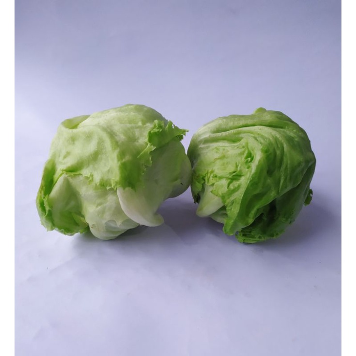 

head lettuce fresh