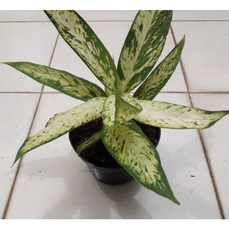 tanaman hias blanceng difen bulu ayam