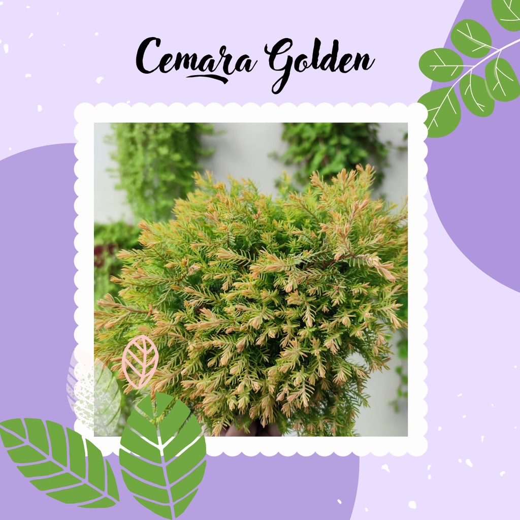 Tanaman Cemara Ren Gold Cemara Golden Bibit Tanaman Cemara Golden Cantik
