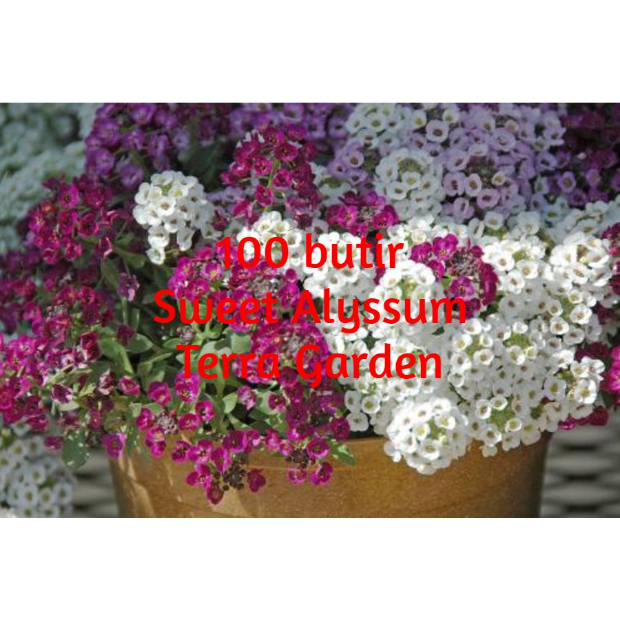 Benih Bunga Biji Sweet Alyssum Mixed Lobularia maritima bunga 100 seeds