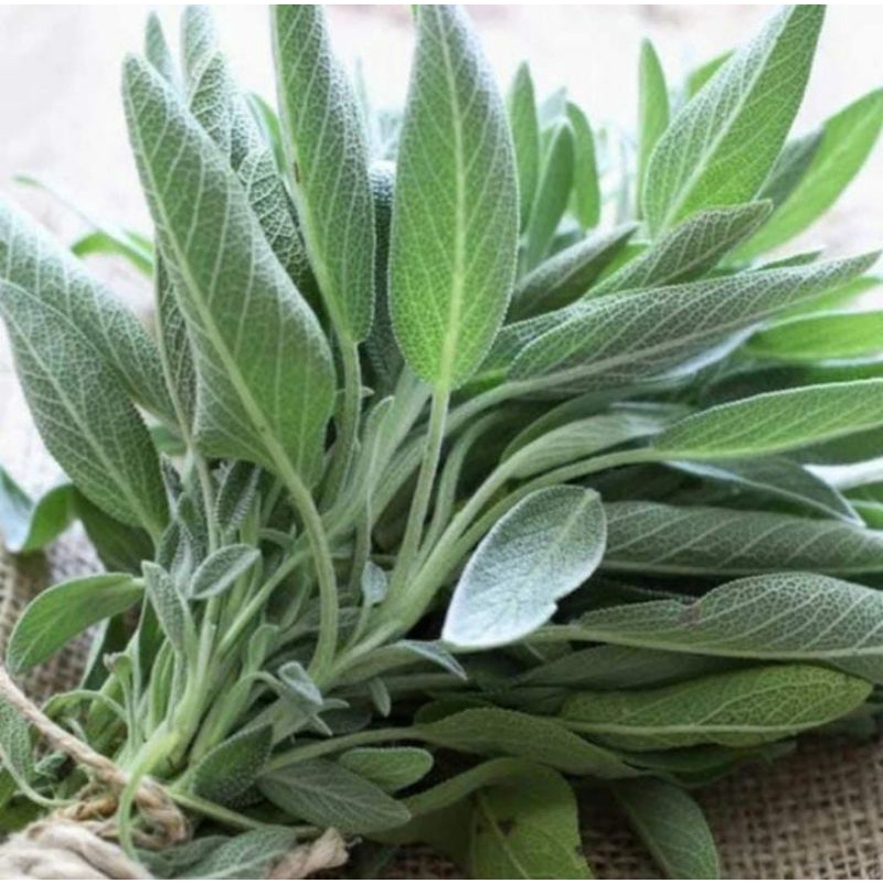 

SAGE LEAF/DAUN SAGE 50gr