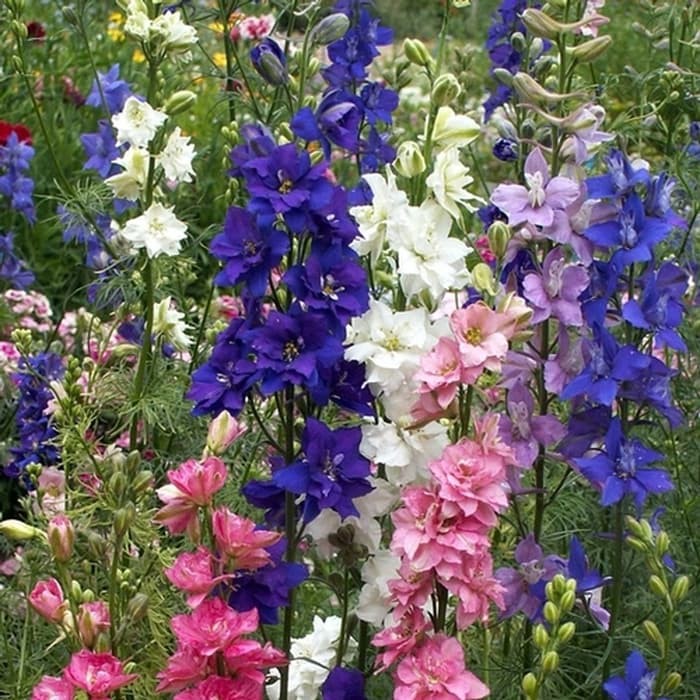 Benih Bibit Biji - Bunga Rocket Larkspur Tall Mixed Flower Seeds - IMPORT