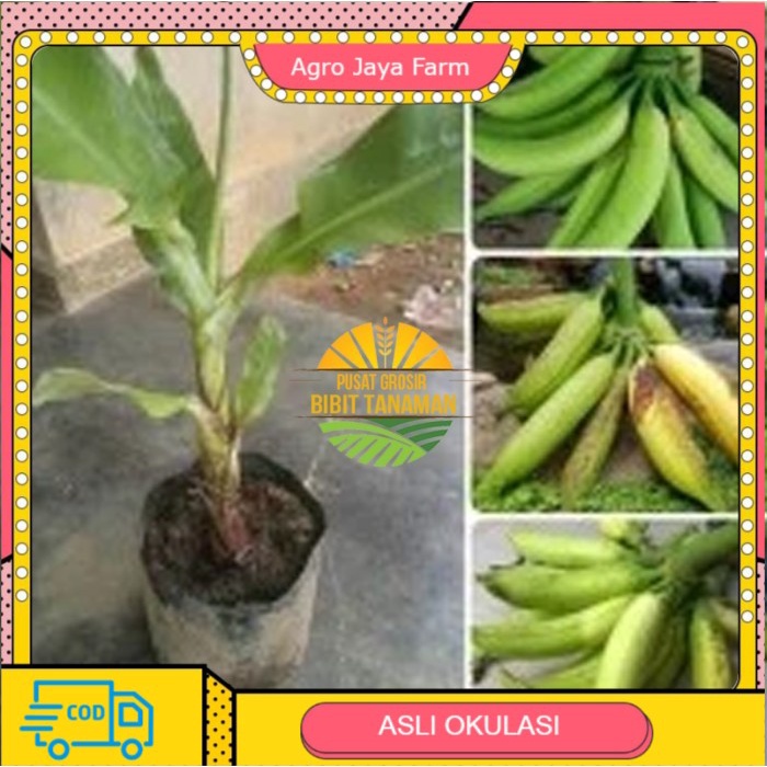 bibit pisang tanduk super