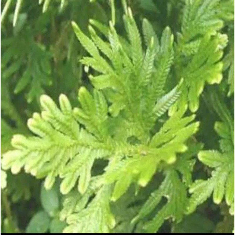 

daun ceker ayam segar 200 gr